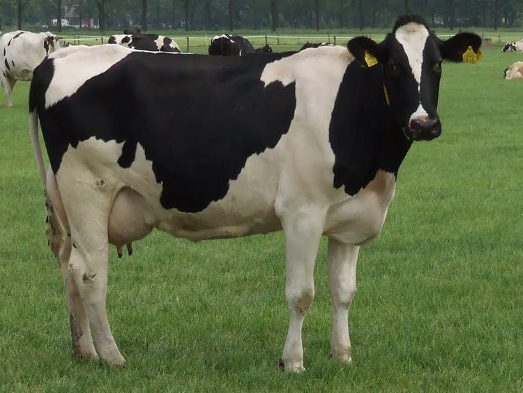 Blonde Holstein Beef Cows - wide 4