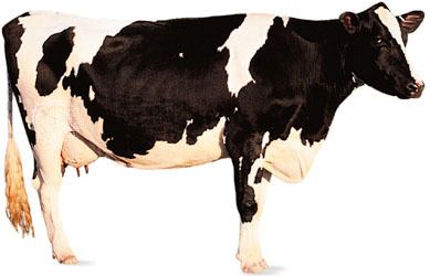 Holstein Friesian cattle HolsteinFriesian breed of cattle Britannicacom
