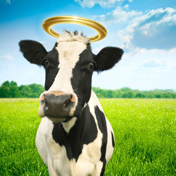 Holy cow (expression) httpsstatic1squarespacecomstatic52716f3ae4b
