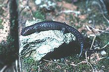 Holy-mountain salamander httpsuploadwikimediaorgwikipediacommonsthu