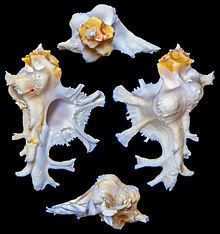 Homalocantha anatomica httpsuploadwikimediaorgwikipediacommonsthu