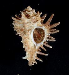 Homalocantha oxyacantha httpsuploadwikimediaorgwikipediacommonsthu