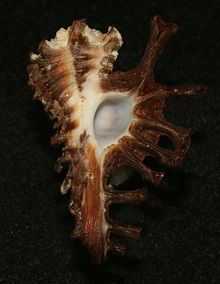 Homalocantha scorpio httpsuploadwikimediaorgwikipediacommonsthu