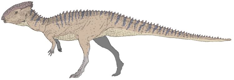 Homalocephale Homalocephale in color by Tomozaurus on DeviantArt