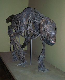 Homalodotherium Homalodotherium Wikipedia