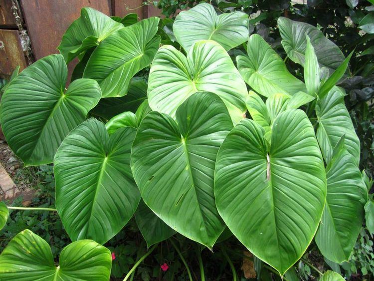Homalomena plant with green spade-shaped leaves.