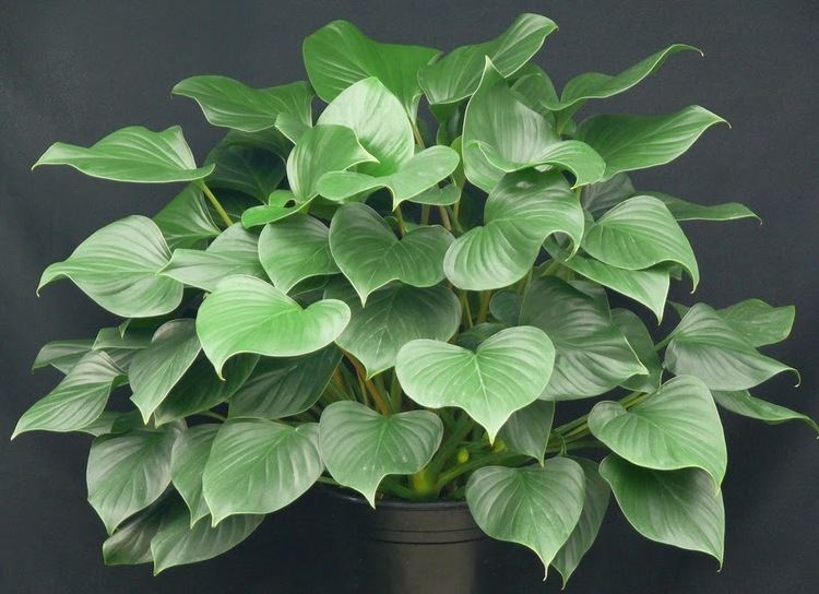 Homalomena plant in a pot with green spade-shaped leaves.