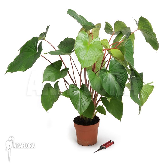 Homalomena plant in a brown pot beside a red pruning shear.