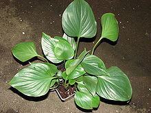 Top view of a Homalomena plant with green spade-shaped leaves.