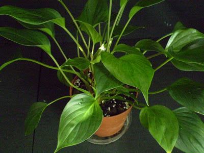 Homalomena plant in a brown pot with green spade-shaped leaves.