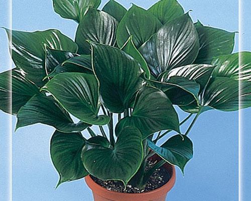 Homalomena plant in a brown pot with green spade-shaped leaves.