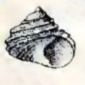 Homalopoma paucicostatum