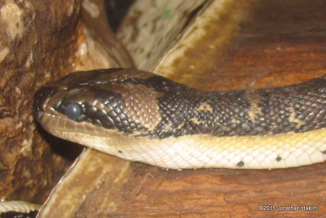 Homalopsis buccata Pufffaced Water Snake Reptiles and Amphibians of Bangkok