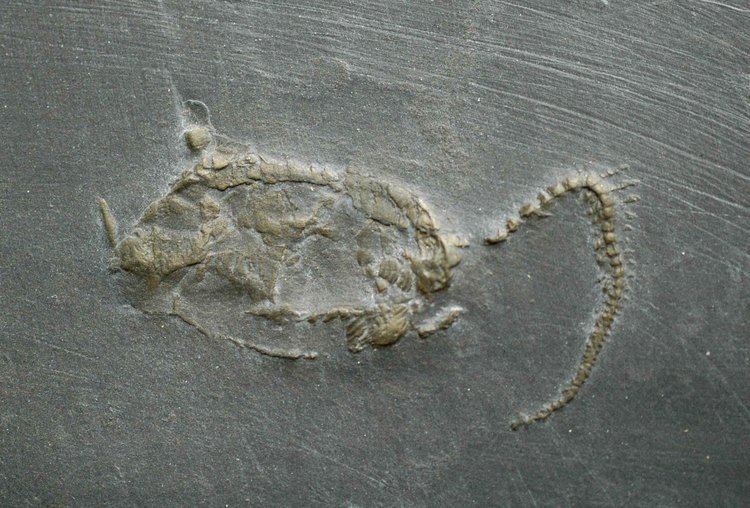 Homalozoa FileHunsrckSchiefer Fossil Homalozoajpg Wikimedia Commons