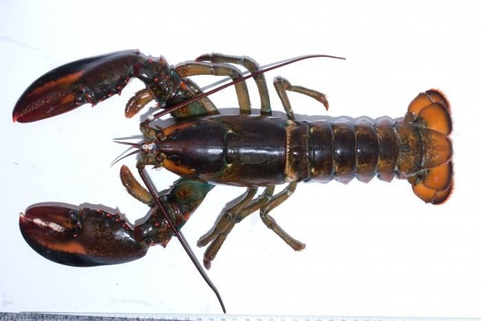 Homarus Homarus americanus American Lobster Between the Tides of Nova Scotia