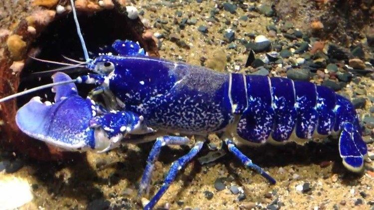 Homarus gammarus A Very Blue Lobster Homarus gammarus YouTube