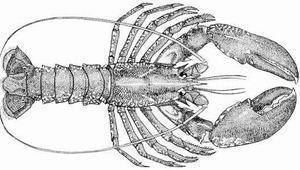 Homarus gammarus FAO Fisheries amp Aquaculture Species Fact Sheets Homarus gammarus