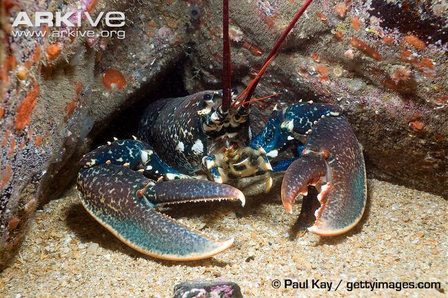 Homarus gammarus Common lobster videos photos and facts Homarus gammarus ARKive
