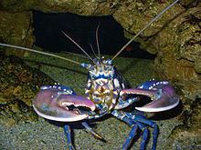 Homarus gammarus httpsuploadwikimediaorgwikipediacommonsthu