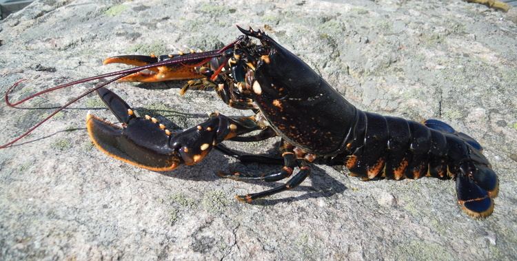 Homarus gammarus FileHomarus gammarusJPG Wikimedia Commons