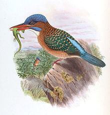 Hombron's kingfisher httpsuploadwikimediaorgwikipediacommonsthu