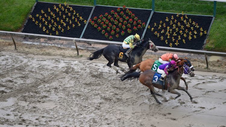 Homeboykris Racehorses Homeboykris and Pramedya die during Preakness Stakes