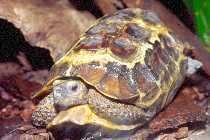 Home's hinge-back tortoise Toronto Zoo Home39s hingeback tortoise
