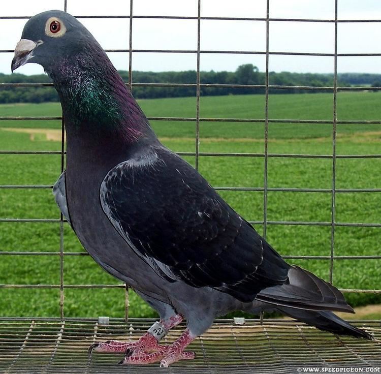 Homing pigeon Homing Pigeon