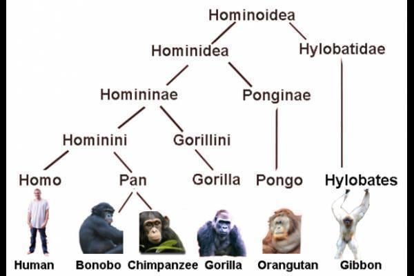Hominidae Human Origins and Evolution on emaze