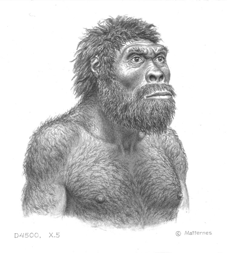 Hominidae blogsdiscovermagazinecomdbrieffiles201310l