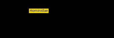 Hominidae Hominidae Wikipedia