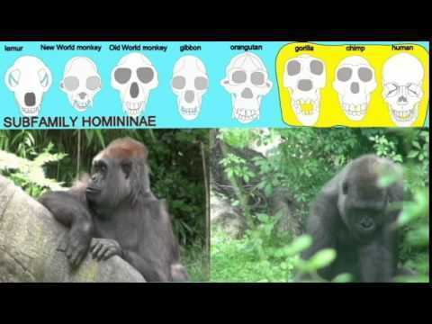 Homininae CLADOGRAM HOMININAE YouTube