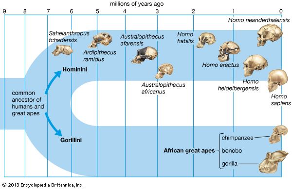 Hominini hominin primate Britannicacom