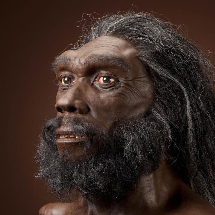 Homo heidelbergensis humanoriginssiedusitesdefaultfilesstylesful