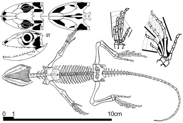 Homoeosaurus reptileevolutioncomimageslepidosauromorphadiad