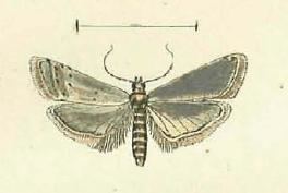 Homoeosoma nimbella