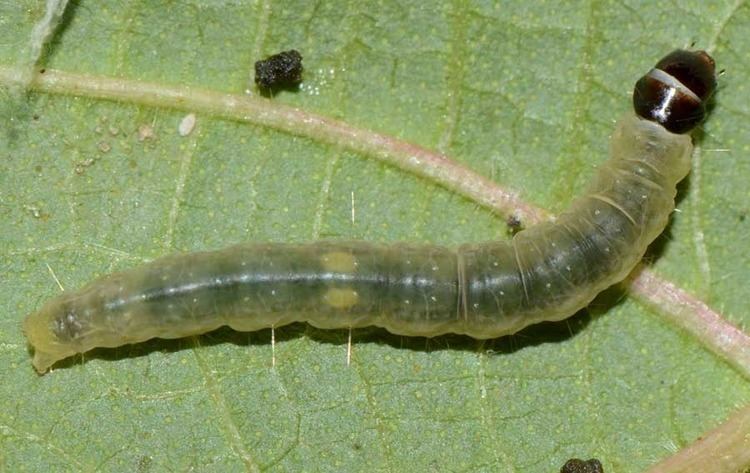 Homona coffearia Insect Pests