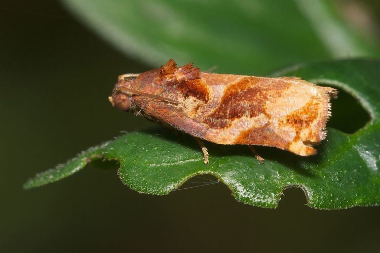 Homona tabescens