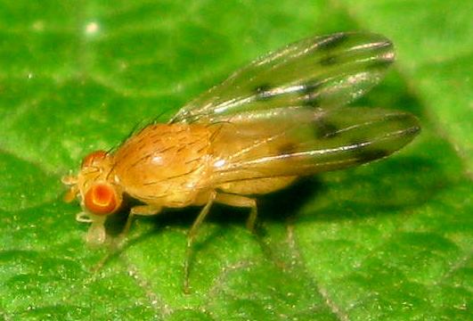 Homoneura Orange Fly Homoneura conjuncta BugGuideNet