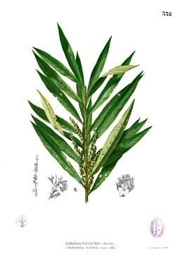 Homonoia (plant) httpsuploadwikimediaorgwikipediacommonsthu
