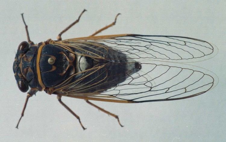 Homoptera GUMO Homoptera cicadas aphids etc Photo Gallery
