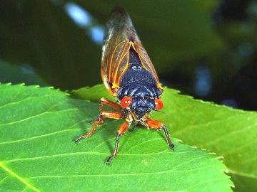 Homoptera University of Kentucky Master Gardener Entomology Basics