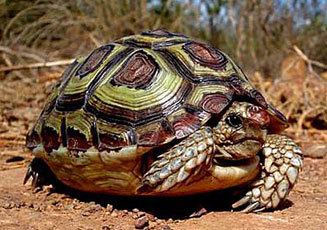 Homopus areolatus Parrotbeaked tortoise