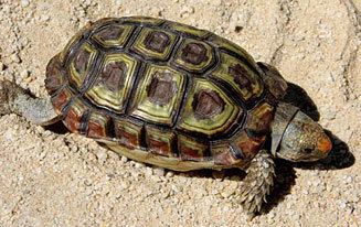 Homopus areolatus areolatus Parrotbeaked tortoise