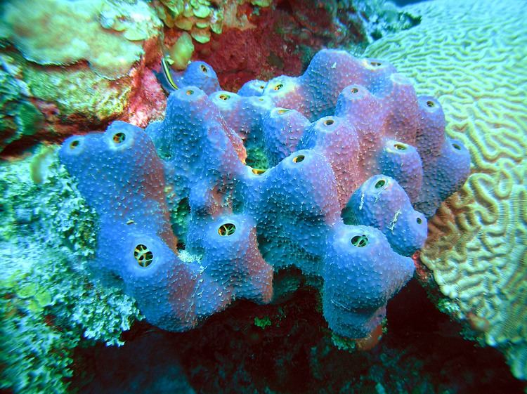 Homoscleromorpha Porifera Sea Sponges Phylum Invertebrate Project