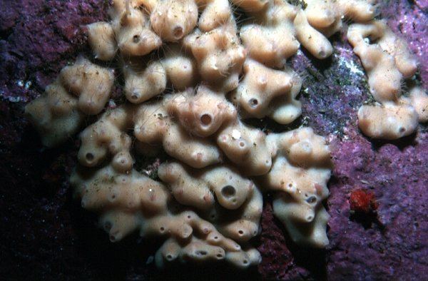 Homoscleromorpha SpongeMaps sponge taxonomy sponge identification Peach bulbous