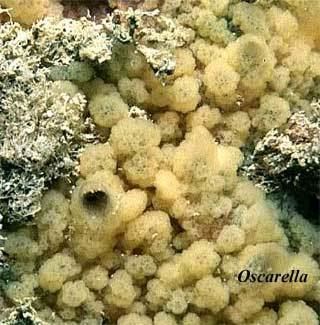Homoscleromorpha Palaeos Metazoa Porifera Homoscleromorpha