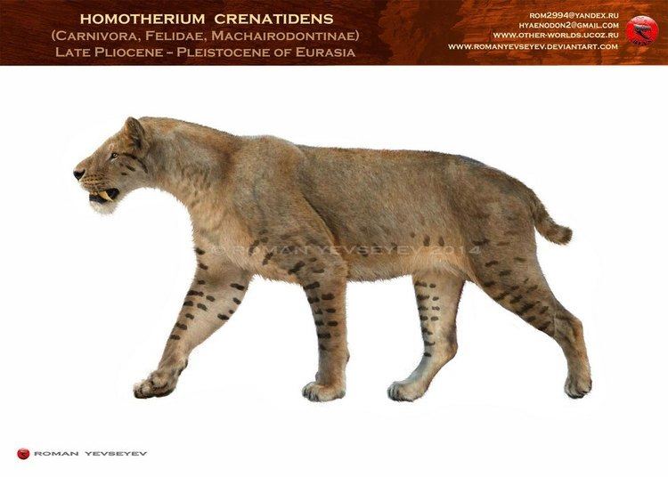 Homotherium Homotherium Facts and Pictures