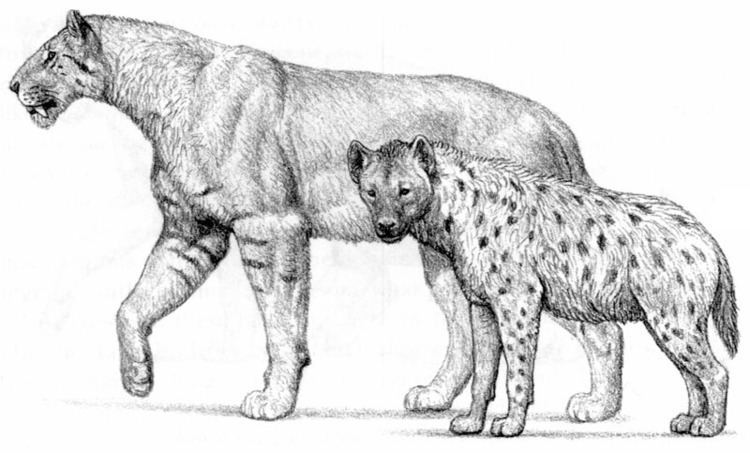 Homotherium 1000 images about Homotherium on Pinterest Cats Art students and