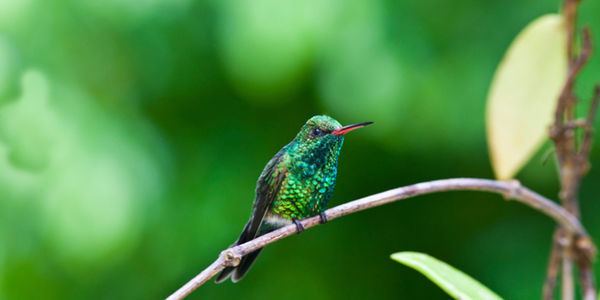 Honduran emerald petition Save the Honduran Emerald Hummingbird39s Habitat